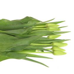 Franz.weiss/creme Proud 48 Gramm 55cm