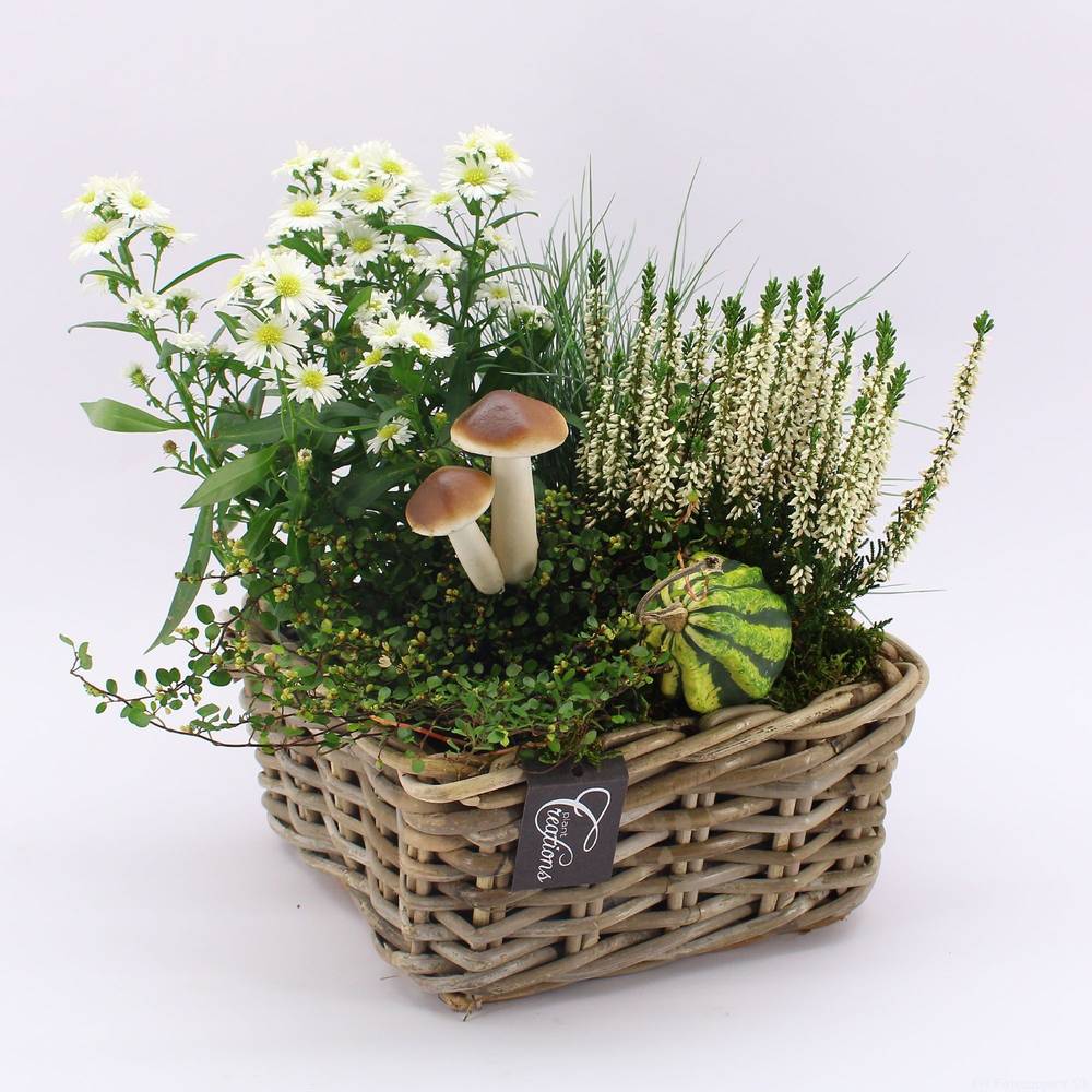 Garten.Arr-2533 Herbst T23 H030