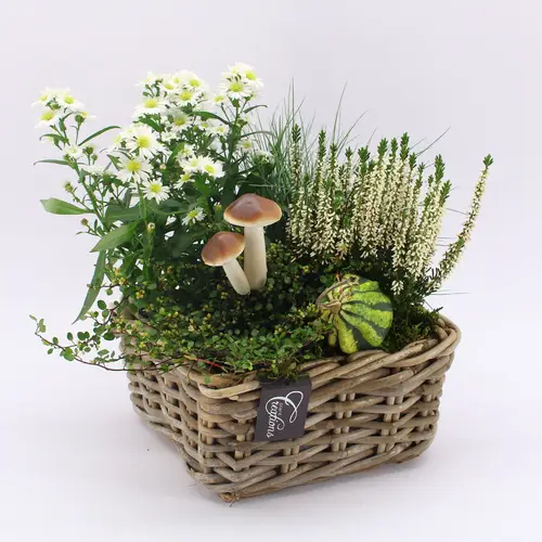 Garten.Arr-2533 Herbst T23 H030