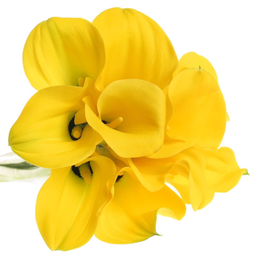 Calla gelb Goldcup 70cm