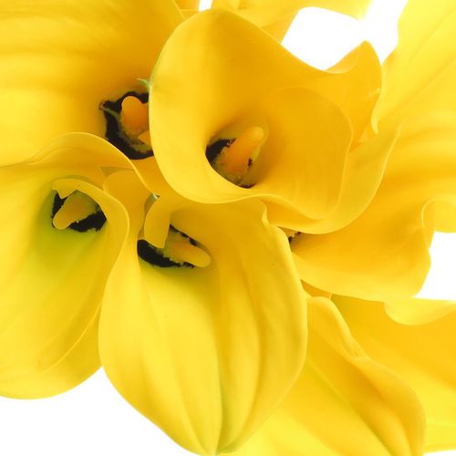 Calla gelb Goldcup 70cm