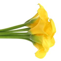 Calla gelb Goldcup 70cm