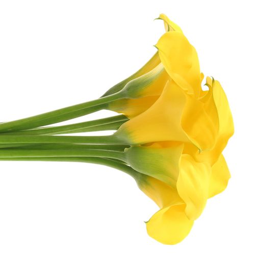 Calla gelb Goldcup 70cm