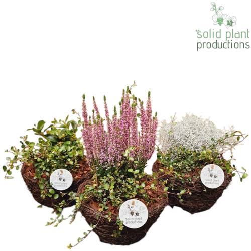 Garten.Arr SSS001 mix Herbst T20 H026