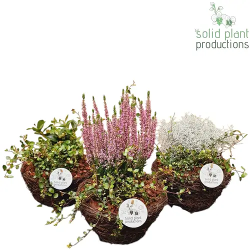 Garten.Arr SSS001 mix Herbst T20 H026