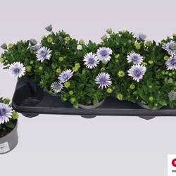 Osteospermum blau Gefüllt T10,5 H020