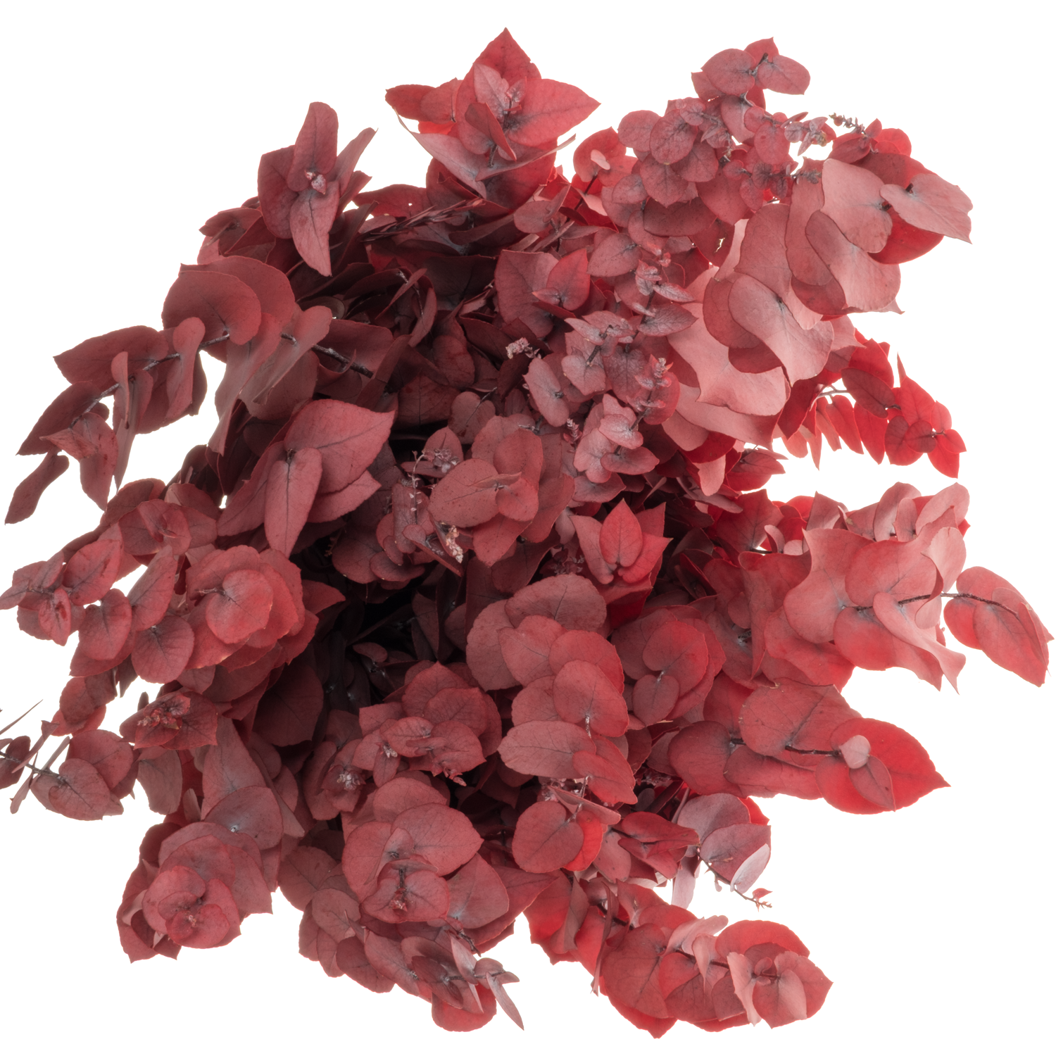 Populus rot Stuartiana Präpariert 200 Gramm 70cm