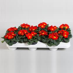 Pr.Acaulis rot T10,5 H15