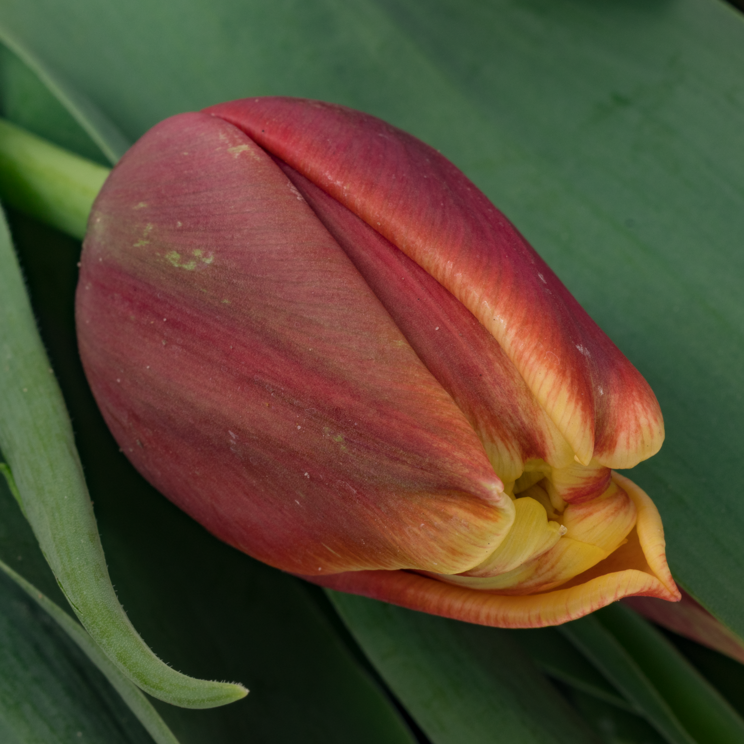 Tulpe orange/creme doppel Sunset bliss 48 Gramm