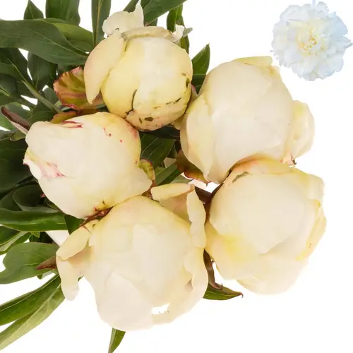 Pfingstrose weiss gefüllt Dr.Brethour 60cm