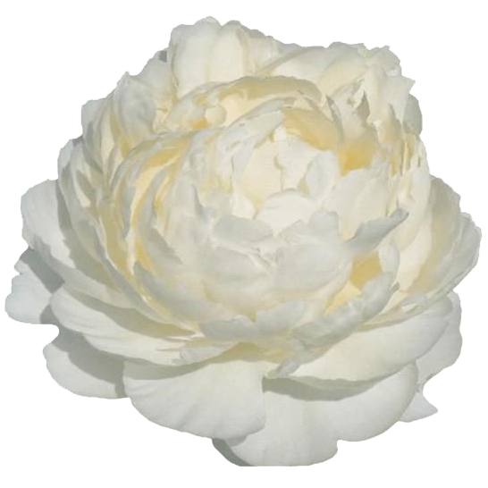 Pfingstrose weiss gefüllt Dr.Brethour 60cm