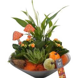 Spath.Arr PTHG3331 Herbst T26 H032