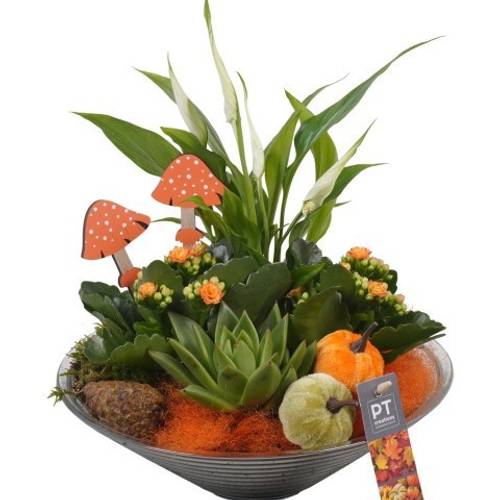 Spath.Arr PTHG3331 Herbst T26 H032