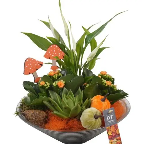 Spath.Arr PTHG3331 Herbst T26 H032