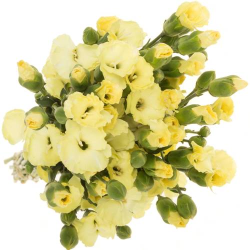 Mininelke creme Blondfly 60cm X50