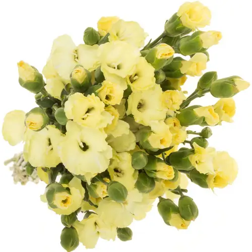 Mininelke creme Blondfly 60cm X50