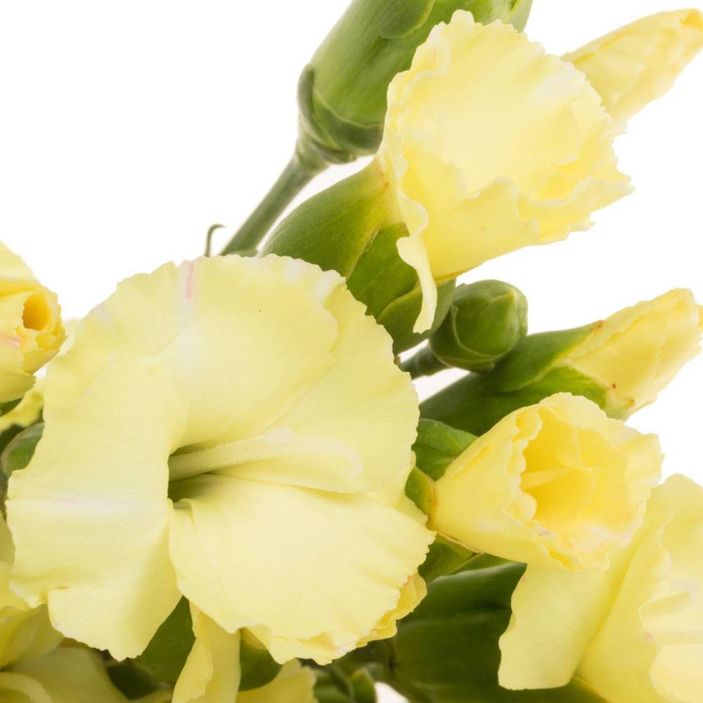 Mininelke creme Blondfly 60cm X50