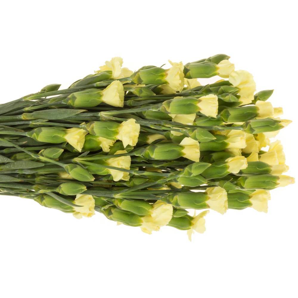 Mininelke creme Blondfly 60cm X50