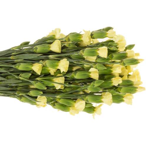 Mininelke creme Blondfly 60cm X50