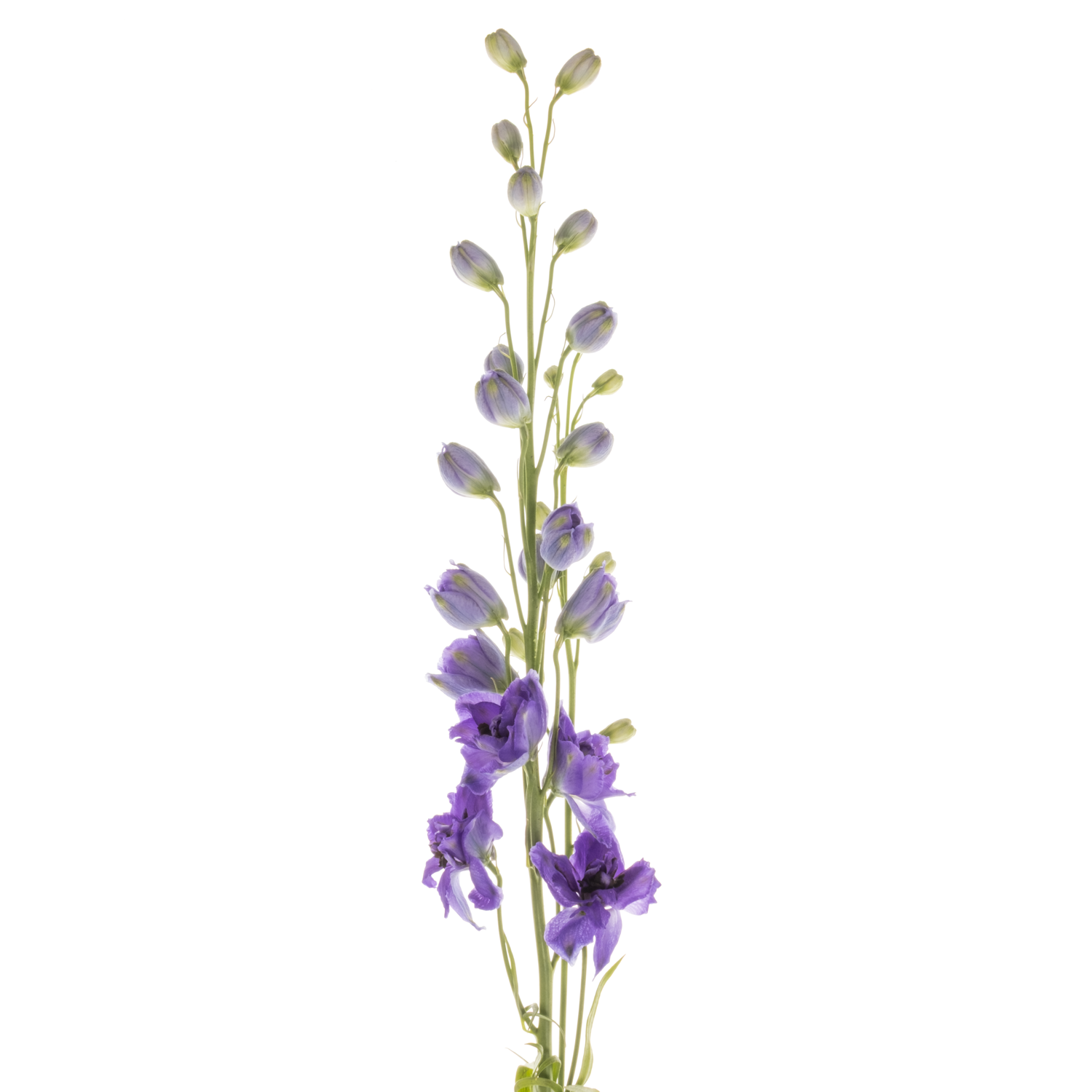 Delphinium dunkel blau Guus 60cm