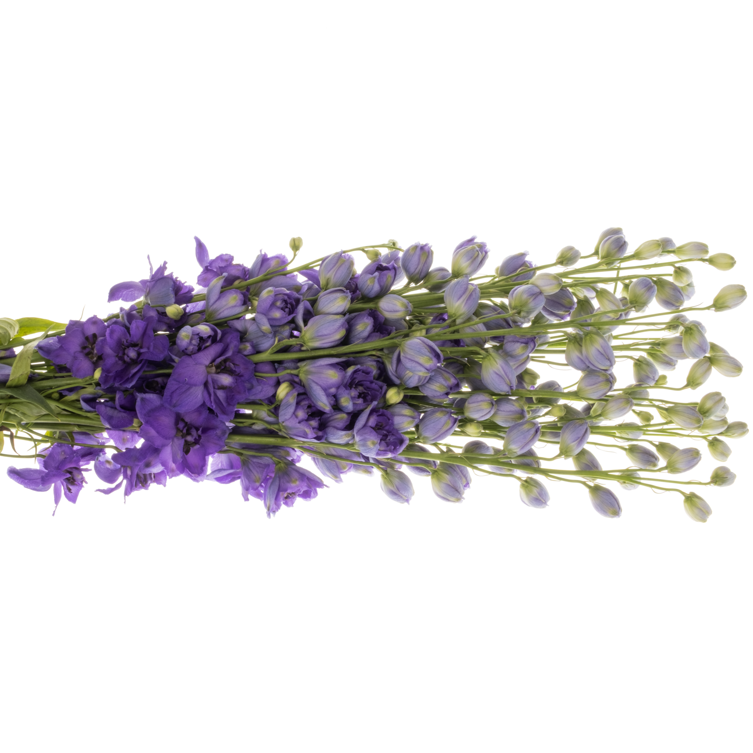 Delphinium dunkel blau Guus 60cm