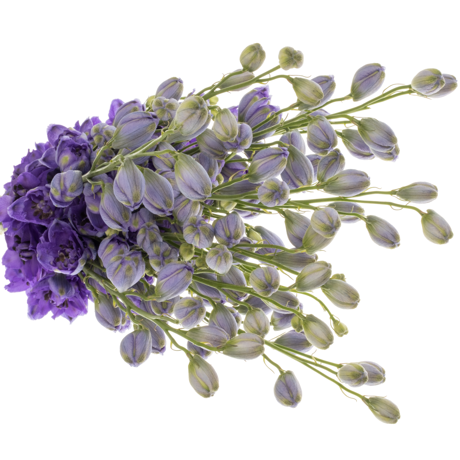 Delphinium dunkel blau Guus 60cm