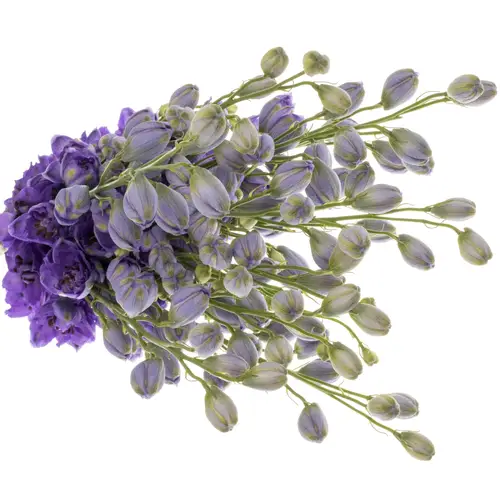 Delphinium dunkel blau Guus 60cm