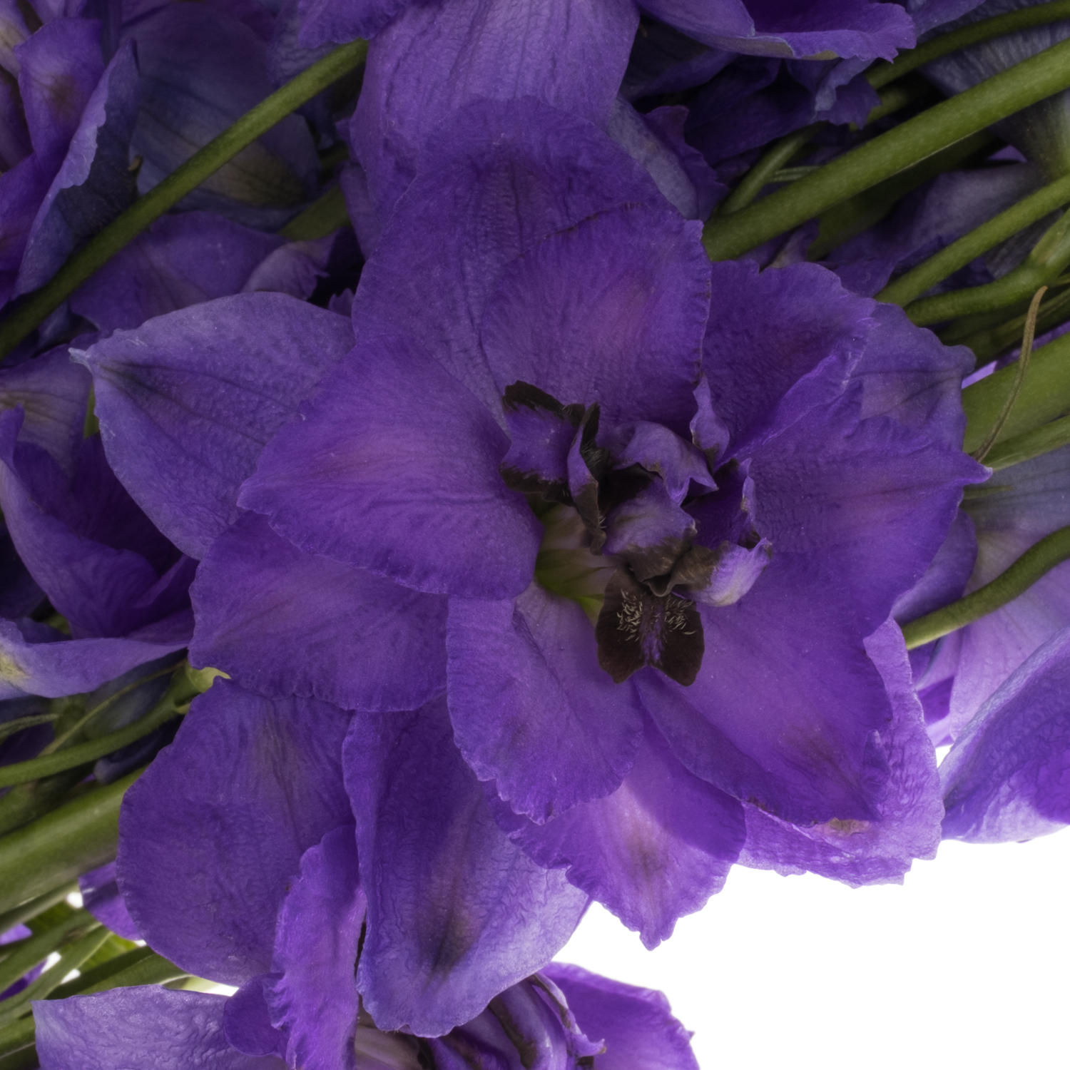 Delphinium dunkel blau Guus 60cm