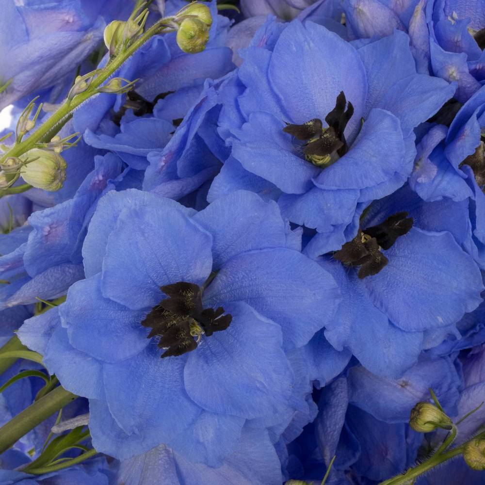 Delphinium milka hell smile extra 120cm