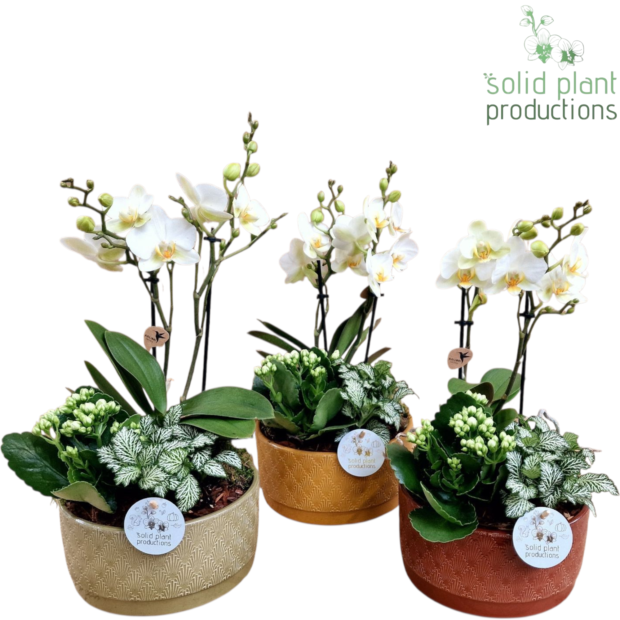 Phal.Arr mix NV008 Sarah Jungle T19 H042