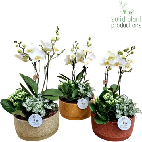 Phal.Arr mix NV008 Sarah Jungle T19 H042