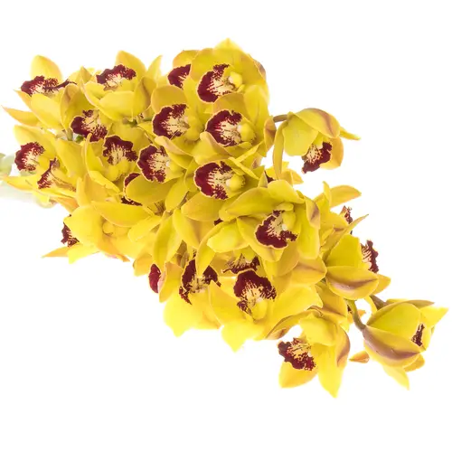 Mini Cymbidium gelb Wishflor 50cm 10+Blüte
