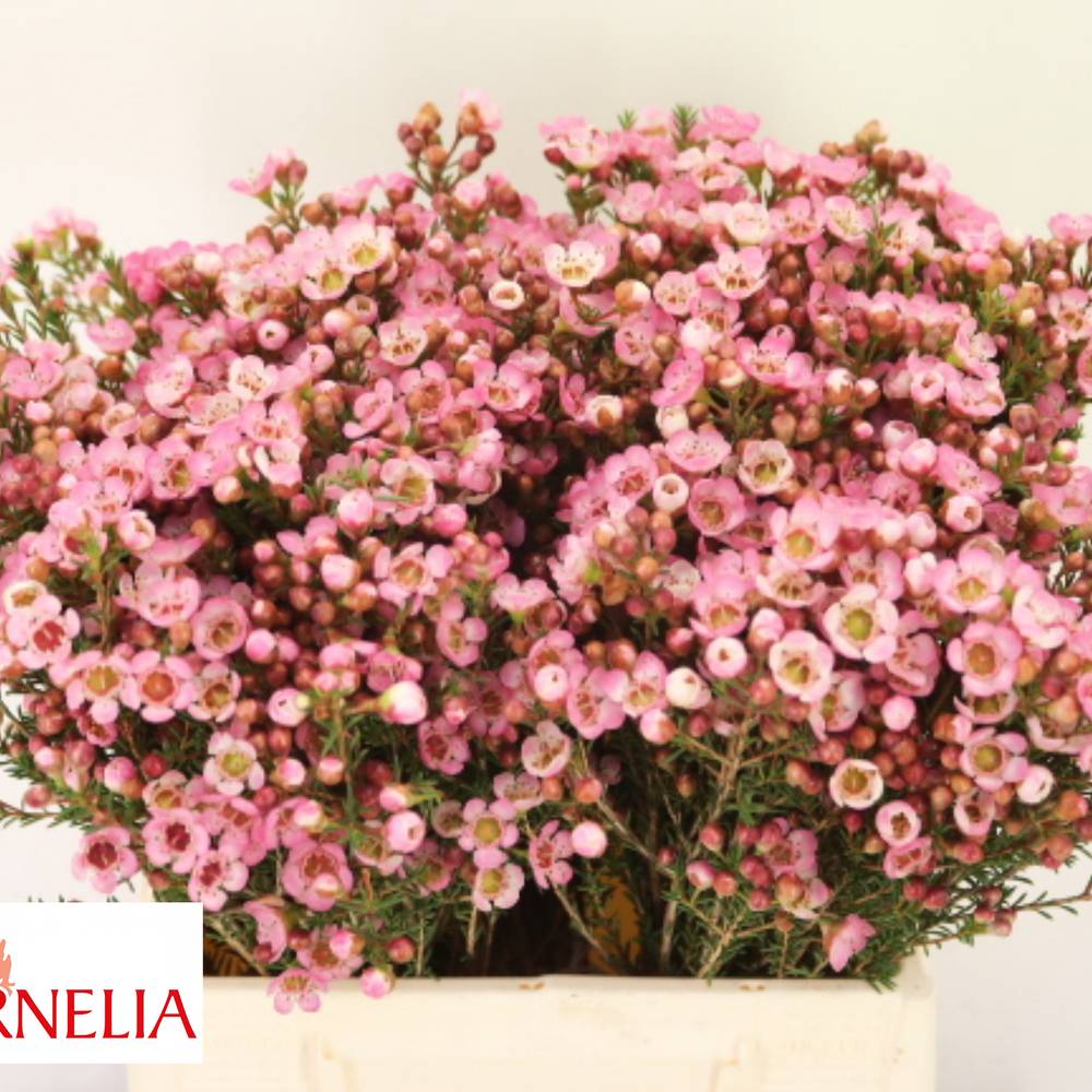 Wachsflower rosa Sarah s Delight 15 Gramm 40cm