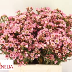 Wachsflower rosa Sarah s Delight 15 Gramm 40cm