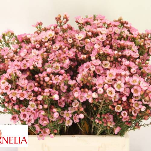 Wachsflower rosa Sarah s Delight 15 Gramm 40cm
