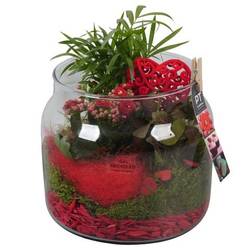 Chamaed.Arr PTVMG4982 T19 H023