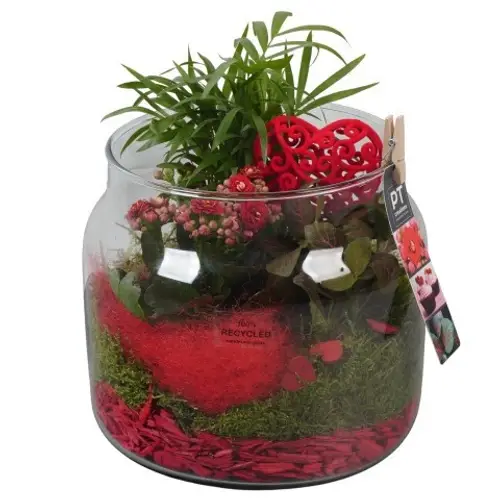 Chamaed.Arr PTVMG4982 T19 H023