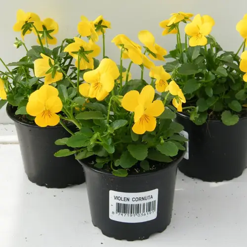 Hornveilchen gelb T09 H015