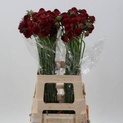 Scabiosa weinrot Raspberry Scoop 70cm