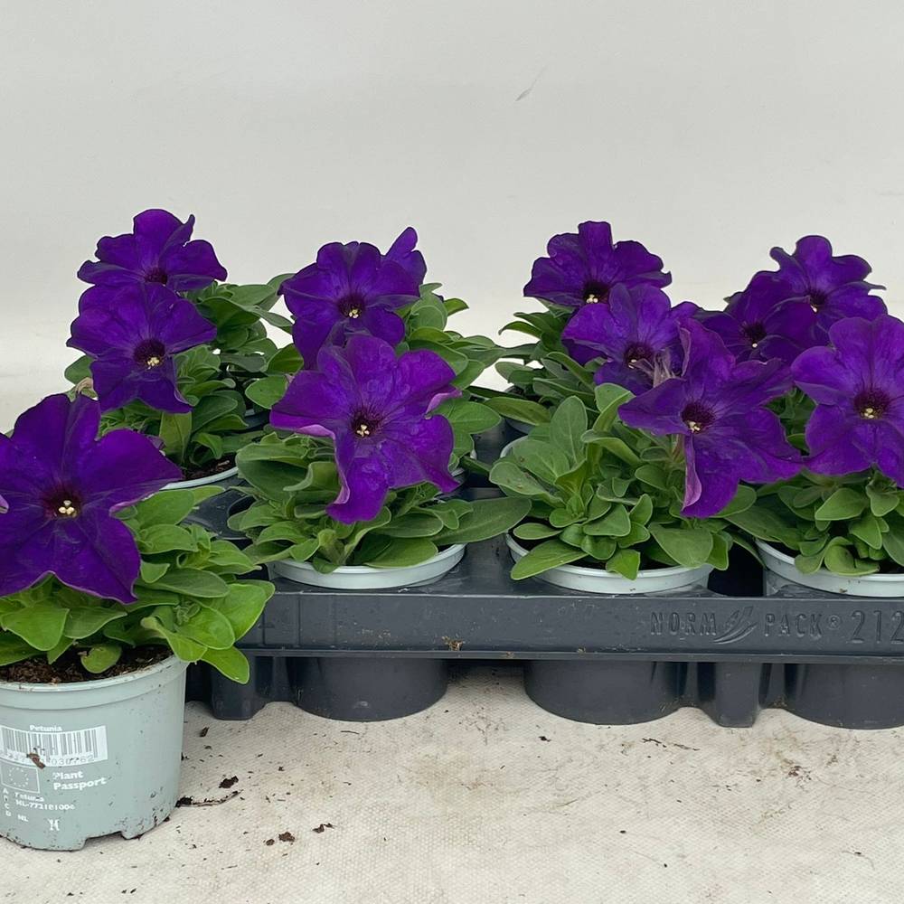 Petunia lila Limbo T09 H020