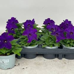 Petunia lila Limbo T09 H020