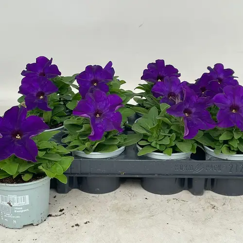 Petunia lila Limbo T09 H020