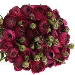 Ranunkel violet Elegance Italien Extra 40cm