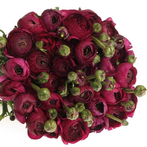 Ranunkel violet Elegance Italien Extra 40cm