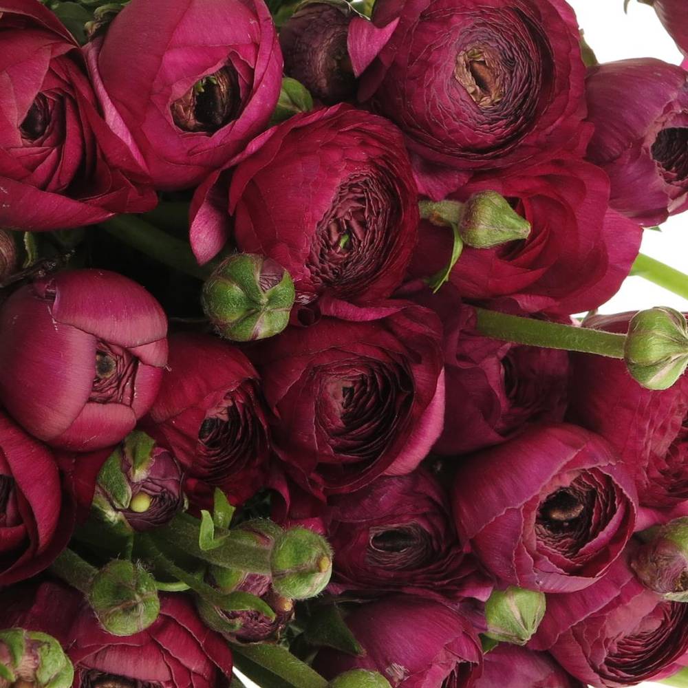 Ranunkel violet Elegance Italien Extra 40cm