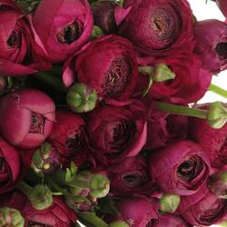 Ranunkel violet Elegance Italien Extra 40cm