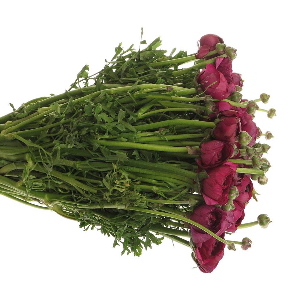 Ranunkel violet Elegance Italien Extra 40cm