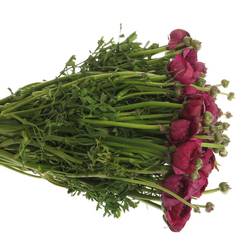 Ranunkel violet Elegance Italien Extra 40cm