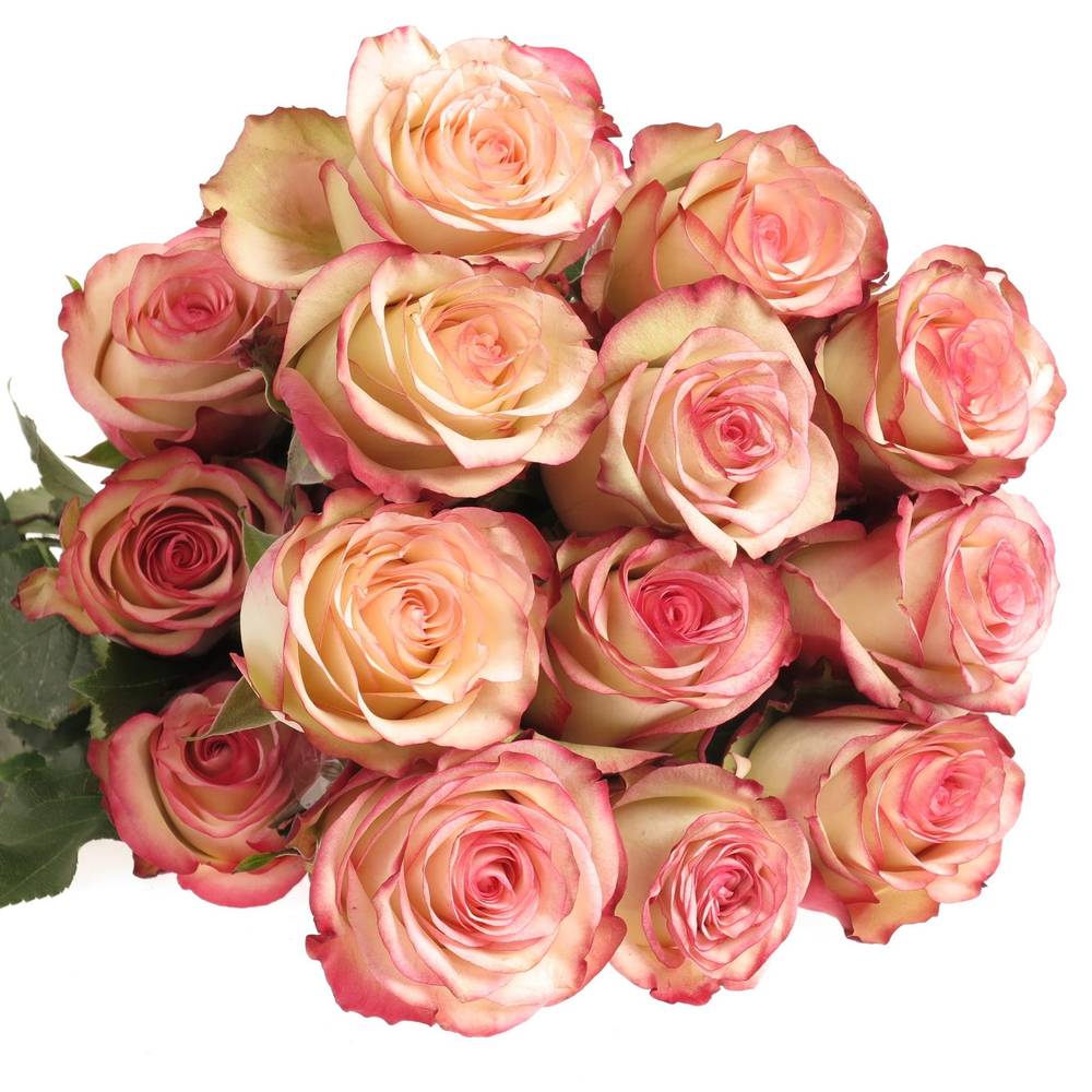 Rose rot/creme Paloma (Ec) 50cm