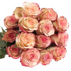 Rose rot/creme Paloma (Ec) 50cm